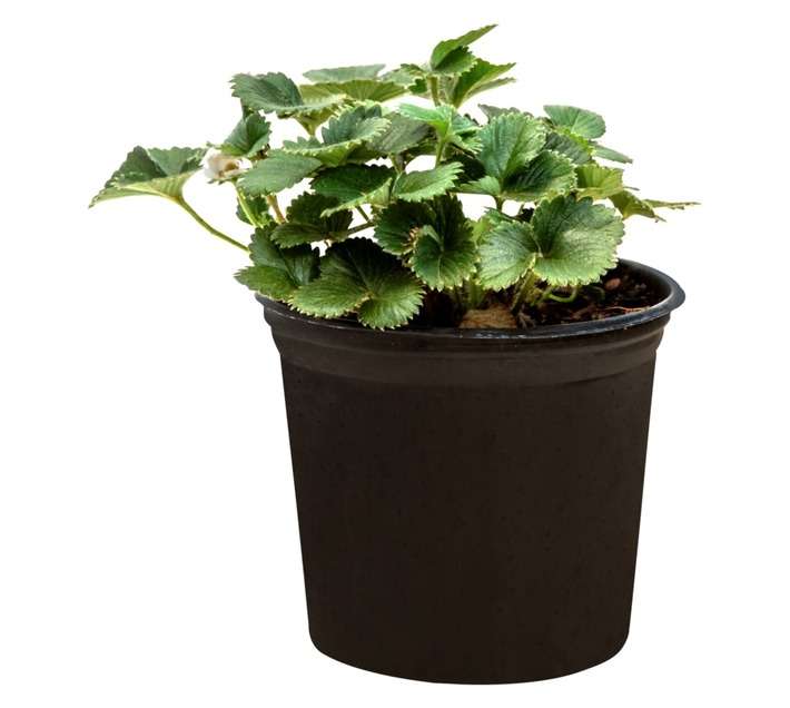 Colorweis Serena Strawberry Fruit Pot - White (150 x 150 x 300mm)