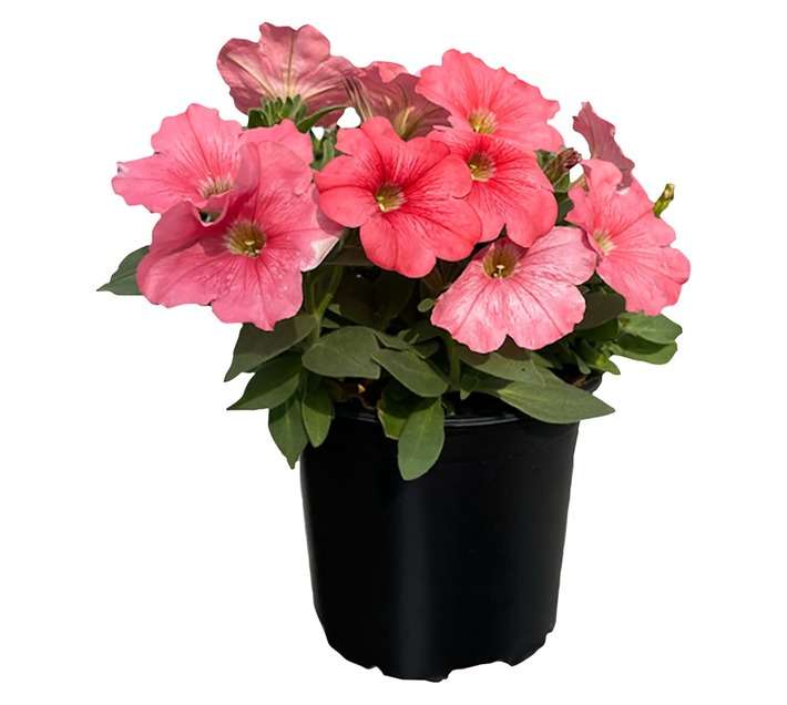 Agri2Market Petunia Potted Plant - Pink/Yellow (150mm)