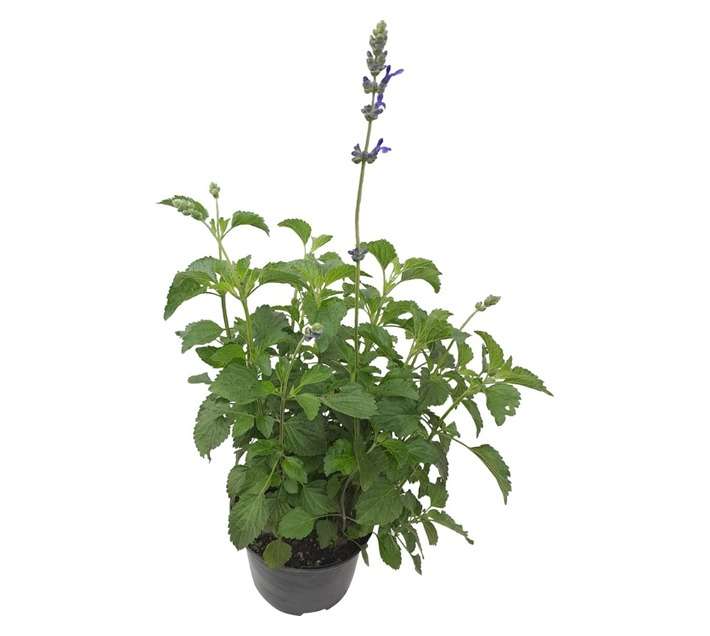 Tuberflora Salvia Mystic Spires Plant (170mm)
