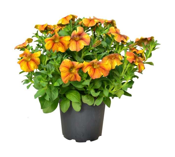 Petunia Colour Pot - Assorted (140 x 140 x 120mm)