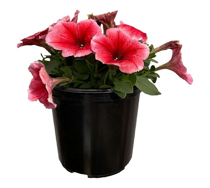 Petunia Pot Plant (120 x 120 x 150mm)
