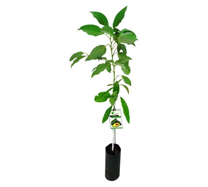 Giving Trees Pinkerton Avocado Pear Fruit Tree (10L)