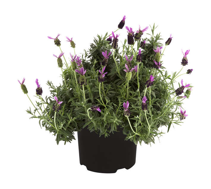 Tuberflora Lavandula stoechas Plant (170mm)
