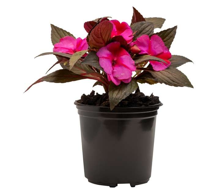 Colorweis C/Work New Guinea Impatiens - Pink (150 x 150 x 300mm)