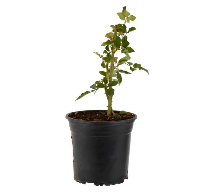Colorweis Rose Hybrid Tea Just Joey Pot (170mm)