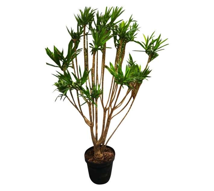 Airely Farms Dracaena Character Potted Plant - Assorted (430mm)