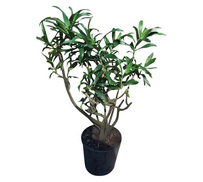 Pleomele Reflexa Potted Plant - Yellow/Green (250mm)