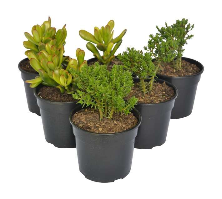 SB Crassula Potted Plant (150mm)