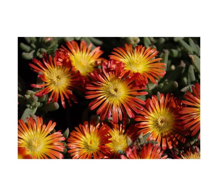 Malanseuns Delosperma Wheels of Wonder Fire Wonder Potted Plant (150mm)