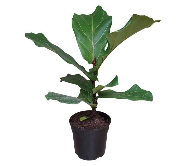 Airely Farms Ficus Lyrata Potted Plant (150mm)