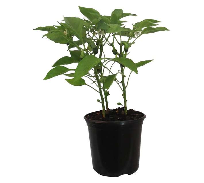 Capsicum Pot Pepper Tomato (15cm Pot)