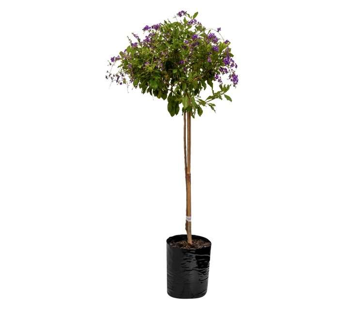 Colorweis Standard Duranta Sapphire Showers Bag (10L)