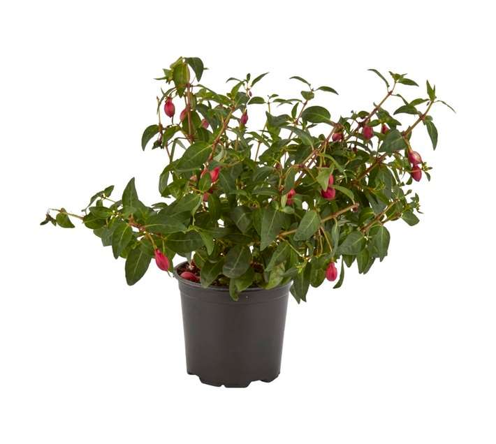 Plantimex Fuchsia Bush Pot (150mm)