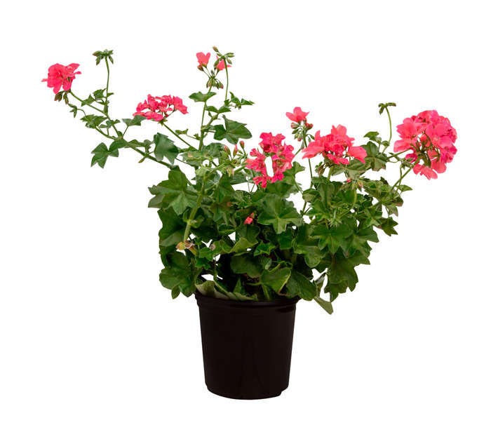 Colorweis Pelargonium Ivy Leaf Pot - Pink (150 x 150 x 300mm)