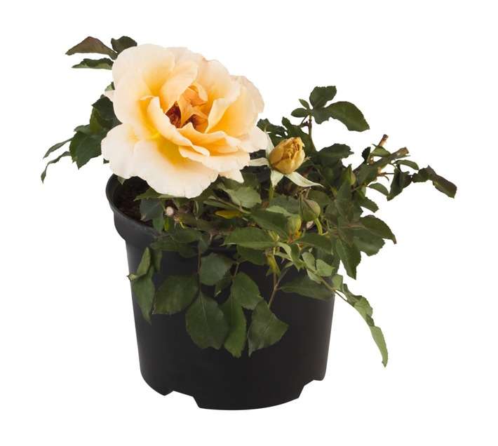 Malanseuns Rose Just Joey Potted Plant (190mm)