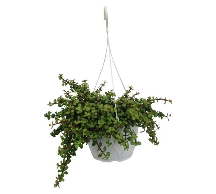 Portulacaria Afra Prostrata Hanging Basket (20cm Pot)