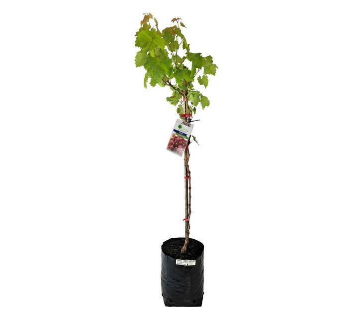 Giving Trees Crimson Seedless Grape Fuit Tree (10L)