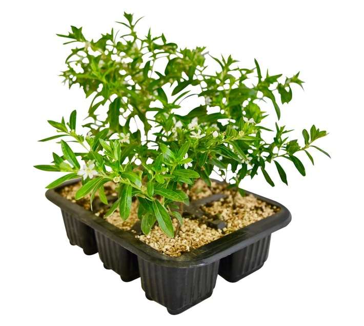 Colorweis Cuphea Hyss Pot - White (170mm)