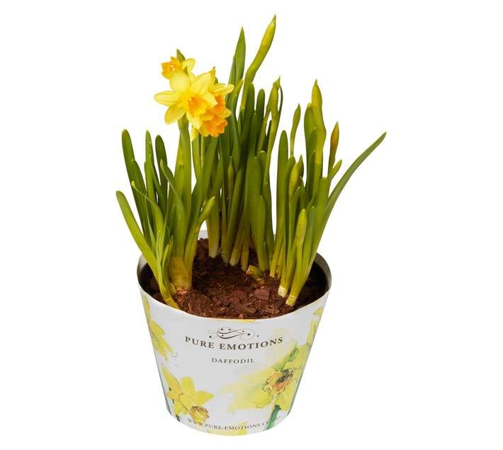 Plantimex Daffodils Pot (120mm)