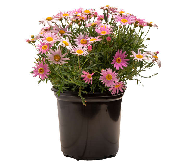 Colorweis Argyranthemum Madeira Giant Pink Garden Plant - Pink (150mm)