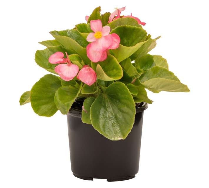 Colorweis Begonia Sprint Plus Rose Pot - Pink (150 x 150 x 300mm)