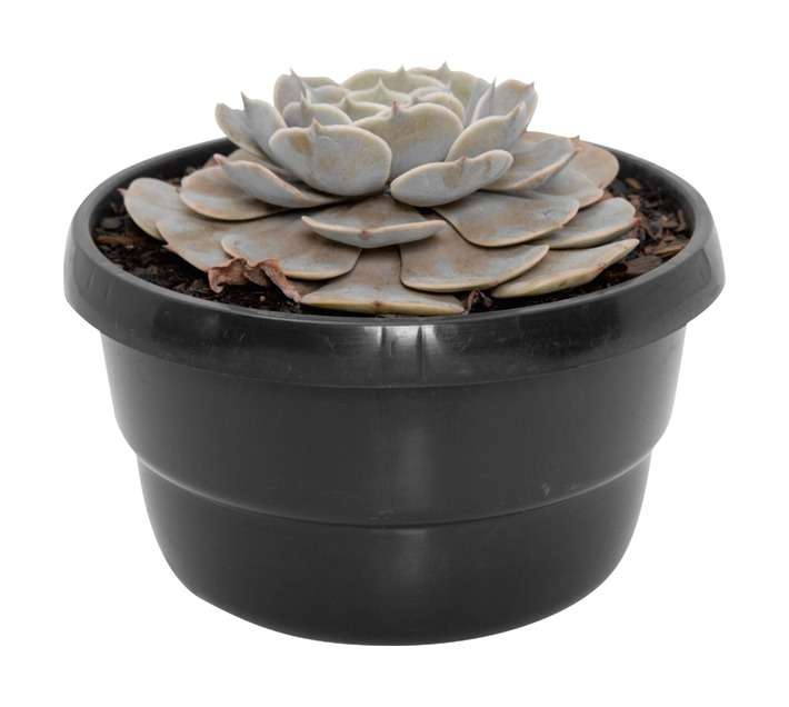 Plantimex Water Smart Echeveria Bowl (160mm)