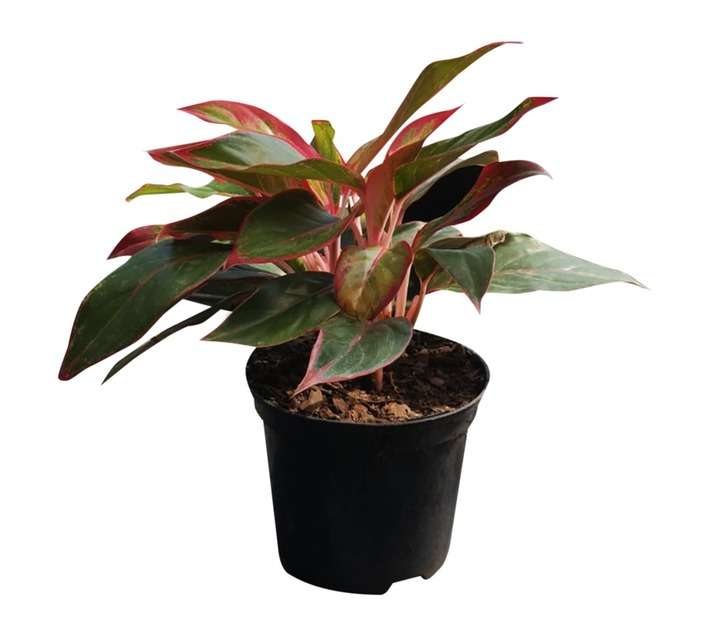 Airely Farms Aglaonema King Siam Potted Plant (150mm)