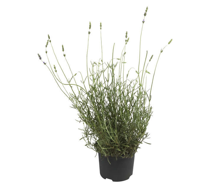 Malanseuns Lavandula Magaret Roberts Potted Plant (170mm)