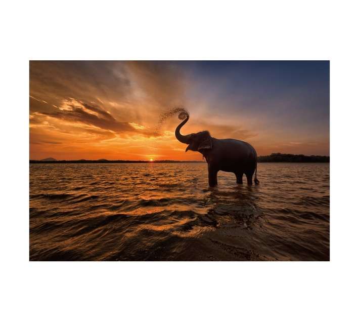 Design House Elephant Sunset Canvas Print - Multicoloured (600 x 900mm)