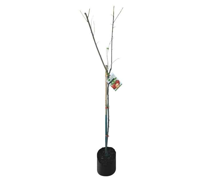Giving Trees Fortune Plum Fruit Tree (10L)