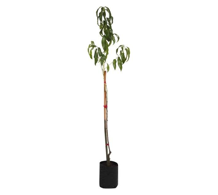 Giving Trees Rich Lady Peach Fruit Tree (10L)