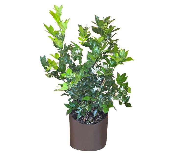 Colorweis Murraya Exotica Orange Jasmine Bag (10L)
