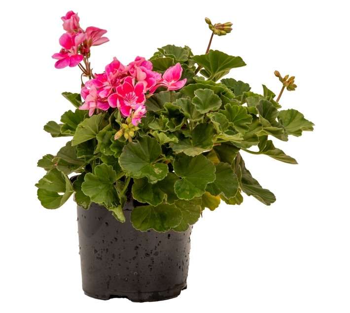 Colorweis Pelargonium Turkana PBR Pot (170mm)