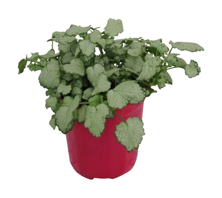 Lamium Maculatum Pink Pewter (15cm Pot)