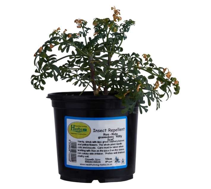 Assorted Herb Pot (120mm)