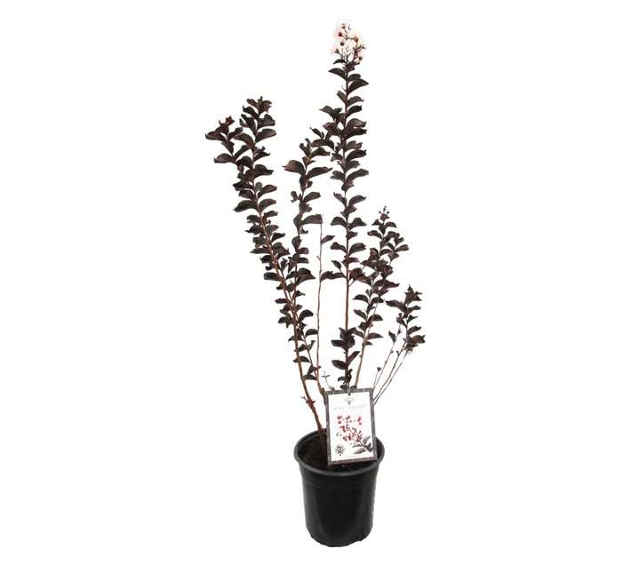 Lagerstroemia Black Diamond Pure White (23cm Pot)