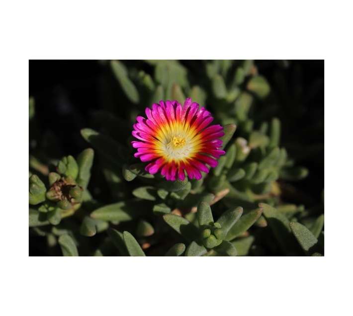 Malanseuns Delosperma Wheels of Wonder Hot Pink Potted Plant (150mm)