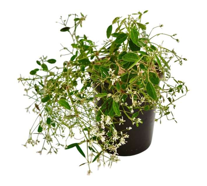 Colorweis Euphorbia Euphorbia PBR Pot - White (170mm)