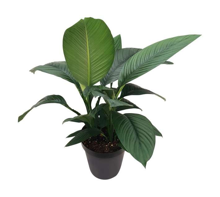 LVG Spathiphyllum Sensation Pot (300mm)