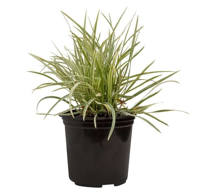 Colorweis Acorus Gramineus Pot (170mm)