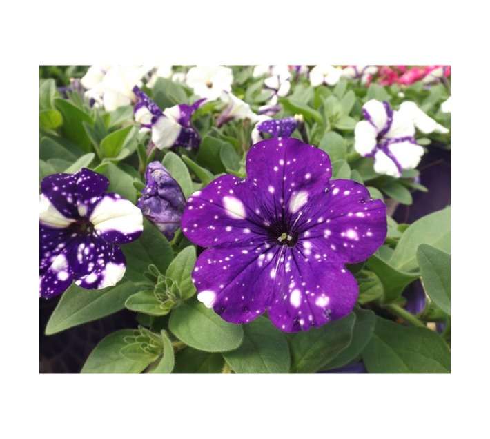 Colorweis Petunia Hybrid PP Pot (170mm)