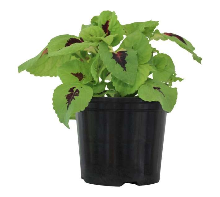 Andy Titterton Coleus Potted Plant (150mm)