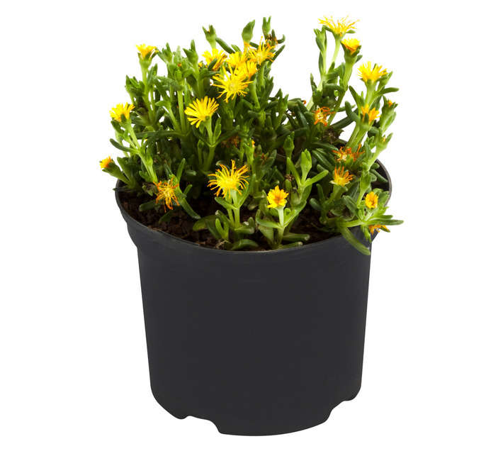Malanseuns Delosperma Wheels of Wonder Golden Wonder Potted Plant (150mm)