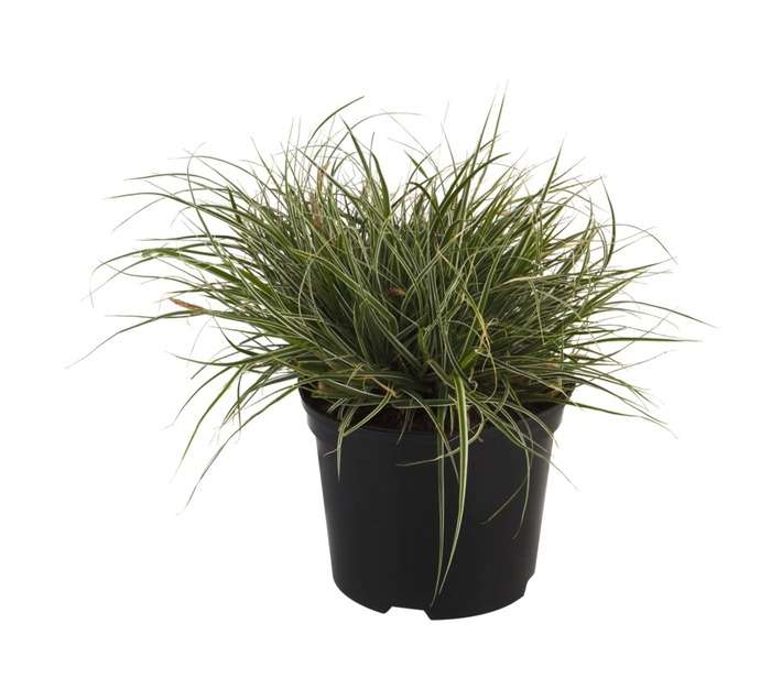 Carex Oshimensis Everest PBR Pot (170mm)