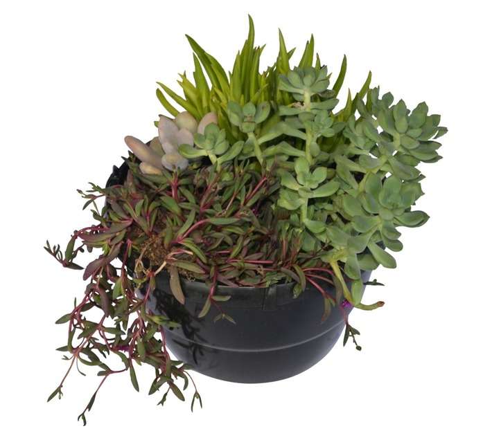 Swashbuckle Succulent Mix in Hanging Basket (200mm)
