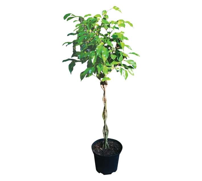 Airely Farms Ficus Braided Potted Plant - Assorted (250mm)
