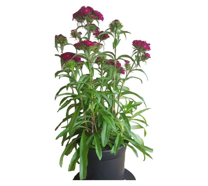 Colorweis Dianthus Dash Pot - Scarlet (150 x 150 x 300mm)