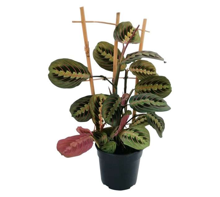 LVG Maranta Kerchoviana Plant (140mm)