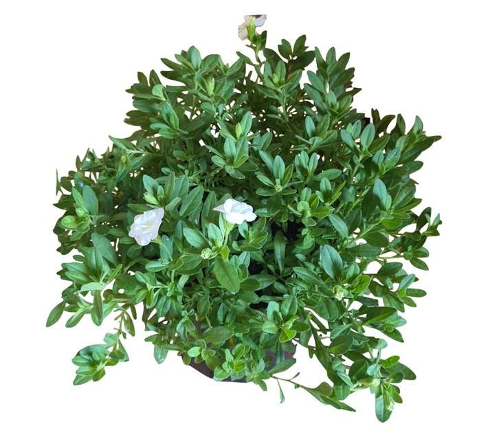 Colorweis Calibrachoa Minifamous Double Pot - White (150 x 150 x 300mm)