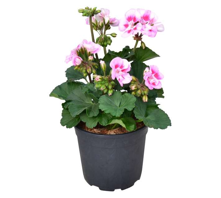 COLOUR POT PELARGONIUM 14CM ASS
